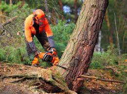 Why Choose Our Tree Removal Services in Hawley, MN?