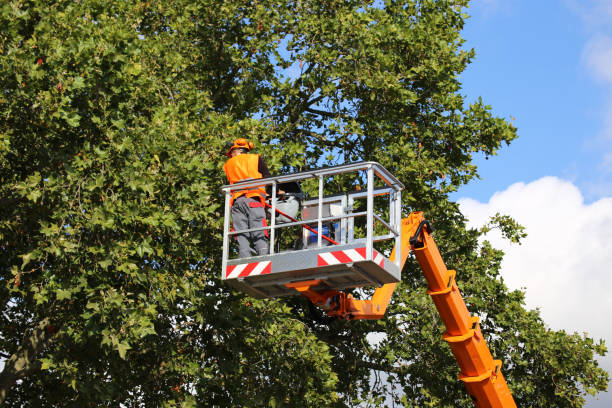 Trusted Hawley, MN  Tree Services Experts